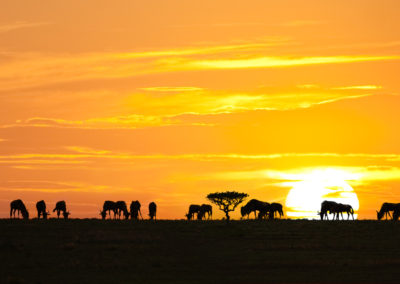 Top_Serengeti National Park, Tanzania_13250631